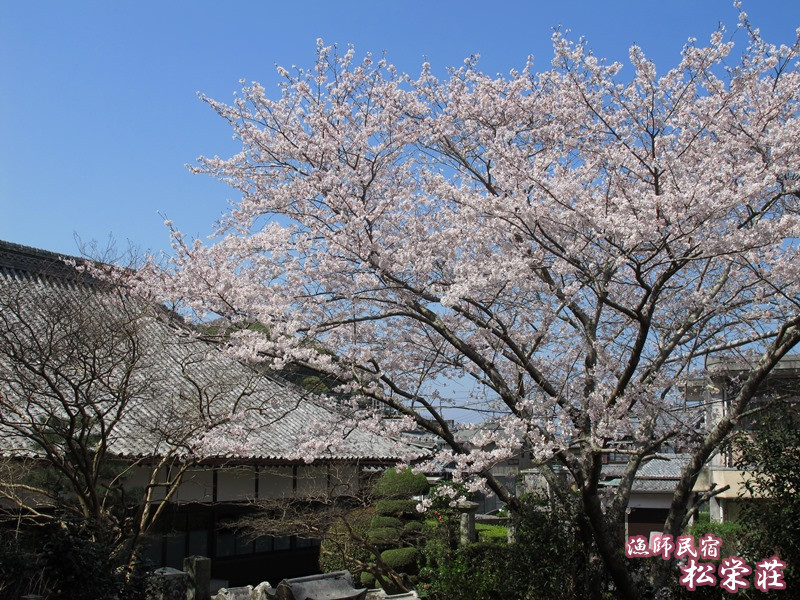 潮音寺の桜