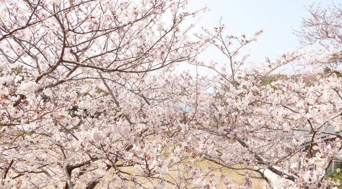 御座の桜も、見頃を迎えております！！