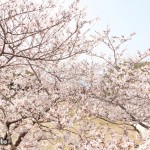 御座の桜も、見頃を迎えております！！