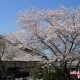 毎年3月下旬からは、御座の桜の見頃を迎えます。